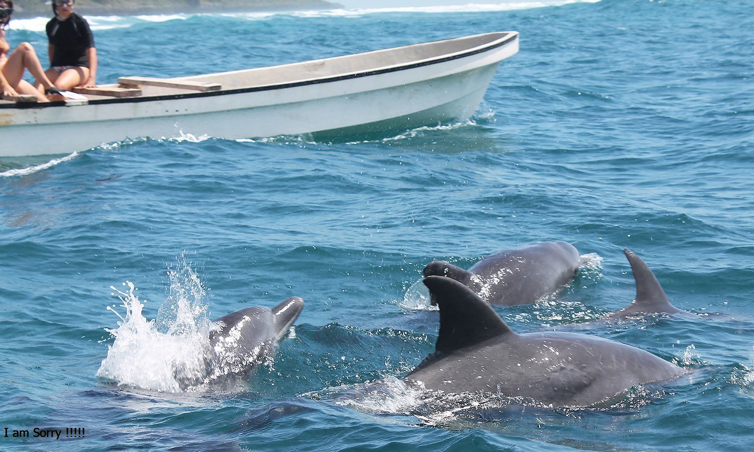Dolphin Zanzibar