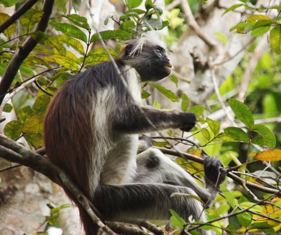 Jozani Forest Zanzibar